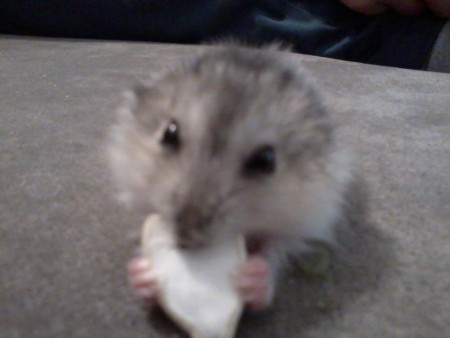 Marcelyne la bella cricetina.